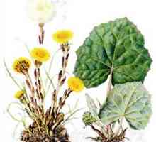 Matka a nevlastná rastlina: liečivé vlastnosti kvetov a trávy