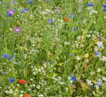 Rôzne druhy lúčnych rastlín: kvety a trávy