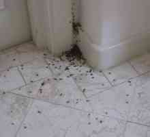 Rôzne spôsoby, ako sa zbaviť červených mravcov v byte
