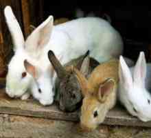 Chovné králiky: podmienky zaistenia, odkiaľ začať