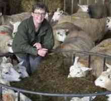 Chov oviec doma pre začiatočníkov
