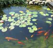 Chov rýb v rybníku v krajine