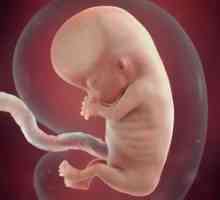 Vývoj plodu v jedenástom týždni tehotenstva