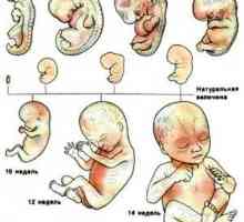 Vývoj plodu počas 6 mesiacov tehotenstva