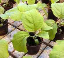 Odporúčania pre pestovanie sadenice baklažánu doma