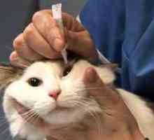 Rinotracheitída u mačiek: príznaky a liečba