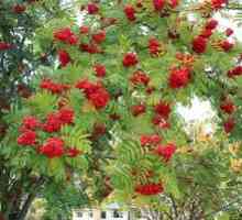 Rowanberry obyčajný: rysy reprodukcie a kultivácie