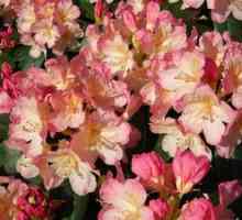 Rhododendron yakushimansky vaisman persie a fantázie