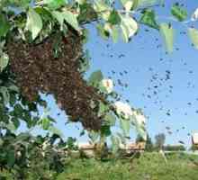 Vŕtanie včiel a opatrenia na zabránenie tomu
