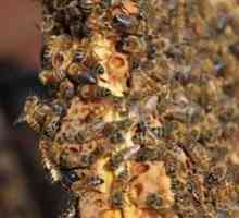 Roamingové včely a opatrenia na ich predchádzanie