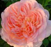Rose Abraham Derby (anglický odrod) - opis, podmienky pestovania