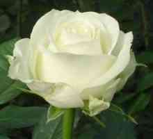 Rose avalange: opis, charakteristika druhu