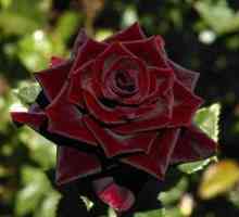 Rose čierny princ hybrid z čajovej ruže