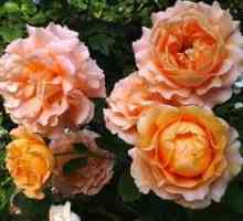 Rose polka, výsadba rastlín a náležitá starostlivosť o ne