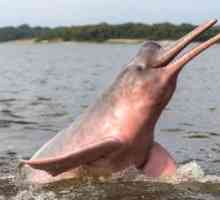Ružový alebo riečny amazonský delfín
