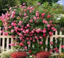 Ruže na záhrade: starostlivosť a pestovanie záhradnej rastliny