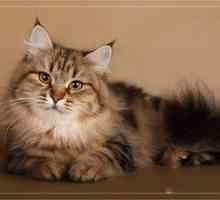 Ruská sibírska mačka: popis a charakteristika plemena