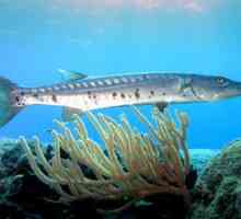 Barracuda ryby: životný štýl a obchodná hodnota
