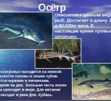 Jeseter ryby: popis, biotopy a hlavné druhy