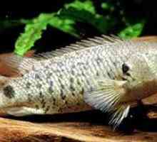 Fish-slider alebo anabas - jasný predstaviteľ labyrintu