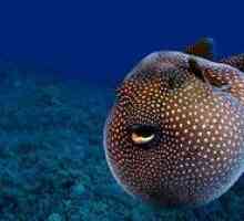 Rybia guľa, ktorá sa môže nafúknuť: biotop