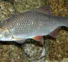 Ryby surové (olúpané): biotopy, dávky a škody