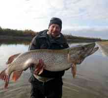 Rybolov v Chanty-Mansijsku: aké ryby sa nachádzajú v riekach