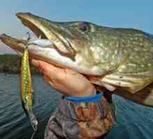 Rybolov v regióne Vologda: najlepšie miesta na rybolov