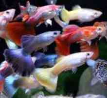 Guppy ryby vo vašom akváriu: starostlivosť a údržba