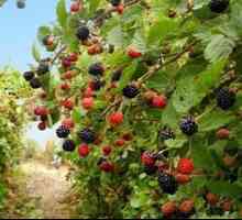 Blackberry garden: výsadba a starostlivosť, kultivácia na Sibíri a Urale