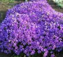 Záhradná trvalka Campanula - krásna kvetina v záhrade