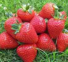 Strawberry jahoda eliana