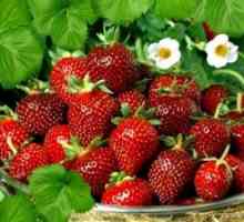 Záhradné jahody: vlastnosti výsadby a starostlivosti