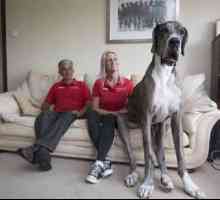 Najväčší pes na svete, strážny anjel pre človeka