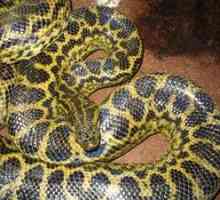 Najdlhší had na svete, veľké hady