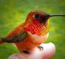 Najmenší vták na svete. Hummingbird bird description