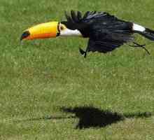 Najzaujímavejším z života Toucan je vták s veľkým zobákom