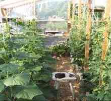 Pestovanie samoopierky v polykarbonátovom skleníku