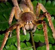 Najväčšie a najnebezpečnejšie pavúky na svete