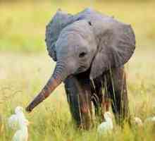 Najzaujímavejšie a nezvyčajné fakty o slonoch