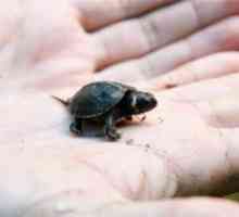 Najmenšie zvieratá na svete