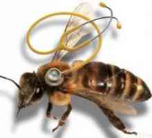 Najčastejšie choroby včiel a ich liečba
