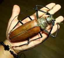 Najväčší chrobák: drevorubač-titán, ovsené vločky alebo bigothed