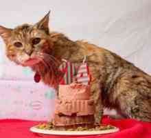 Najstaršia mačka na svete - držitelia knihy Guinnessovej knihy