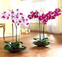 Tajomstvo na starostlivosť o orchidey