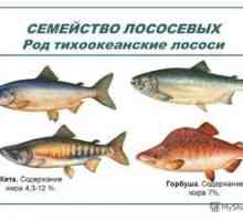Rodina Salmonidae: zoznam druhov rýb