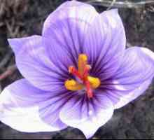 Šafrán: popis, triedy a vlastnosti starostlivosti o kvet