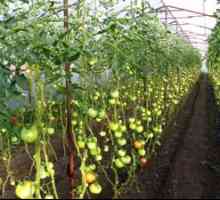 Schéma výsadby paradajok: koľko rastú v skleníku 3x6 m