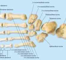 Schéma štruktúry kostí nohy osoby