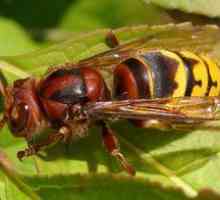 Hornet black common: popis hmyzu